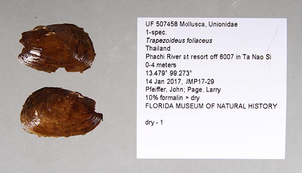 specimen