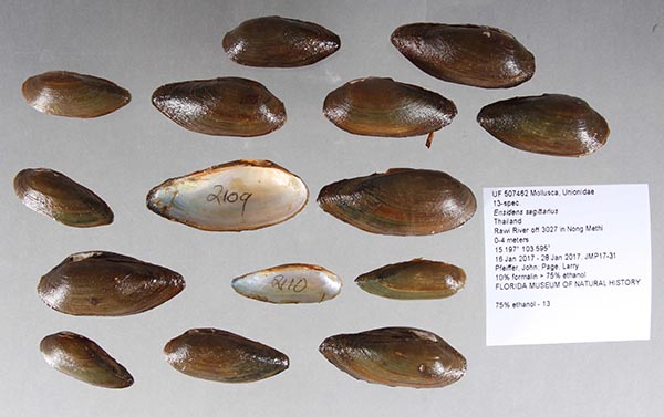 specimen