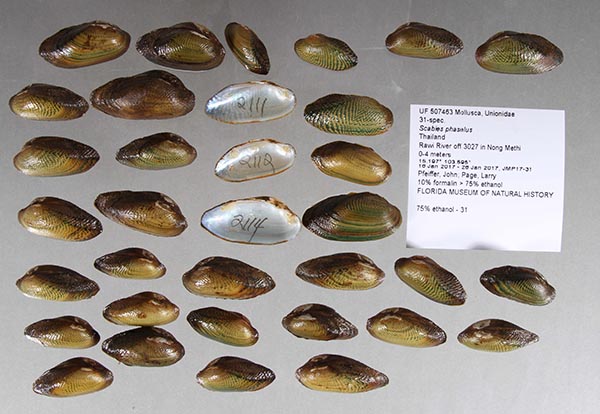 specimen
