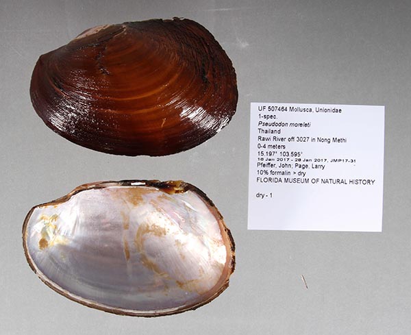 specimen