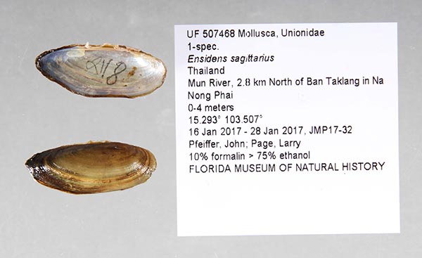specimen