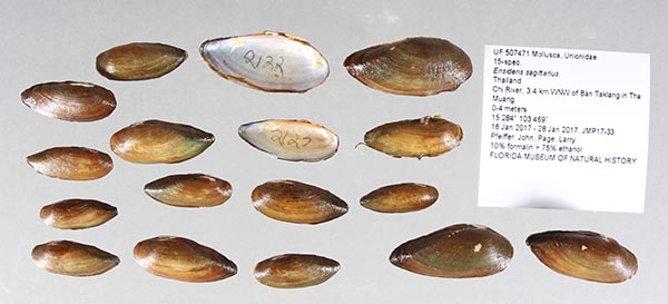 specimen