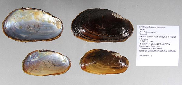 specimen