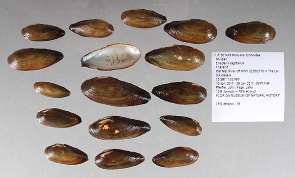 specimen