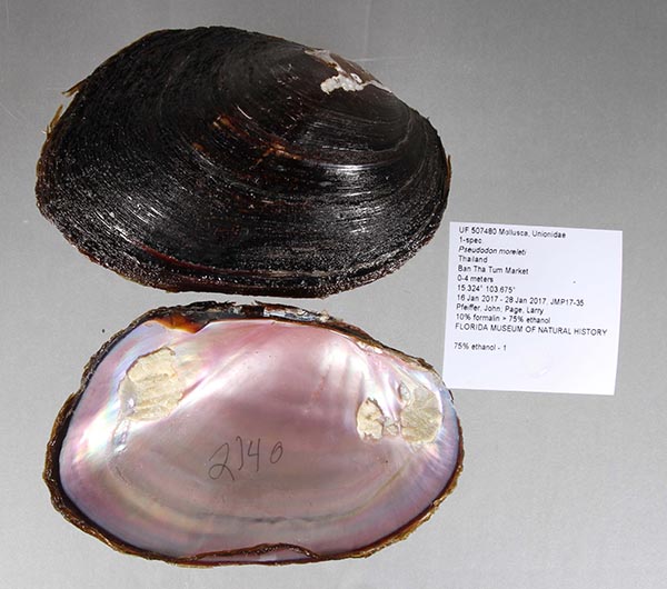 specimen