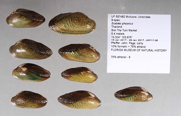 specimen