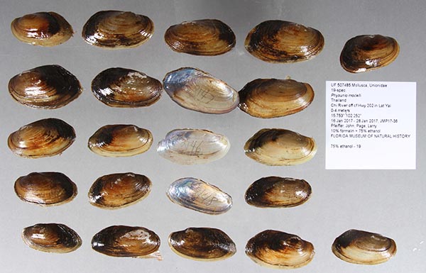 specimen