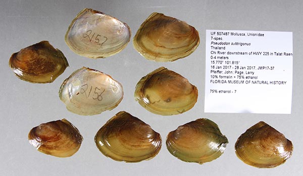 specimen