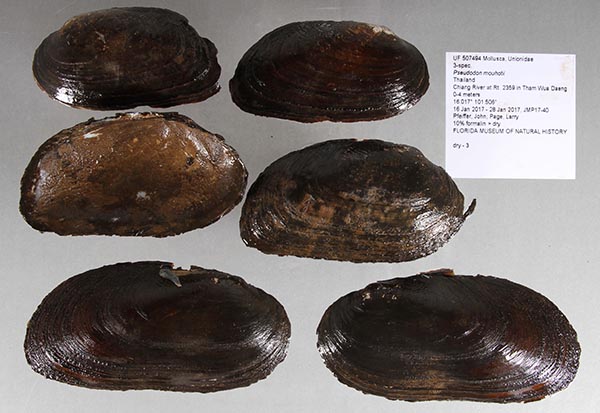 specimen