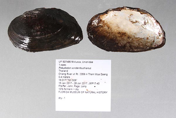 specimen