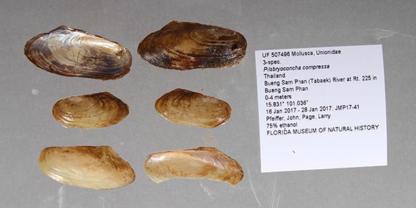 specimen