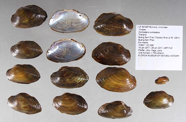 specimen