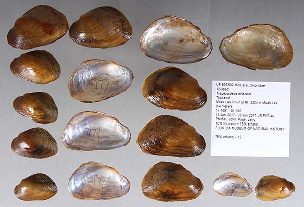specimen