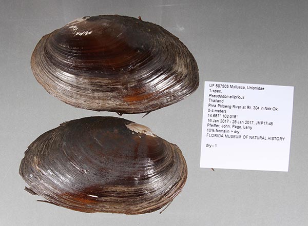 specimen