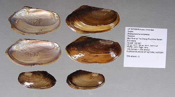 specimen