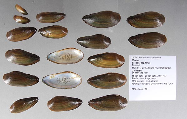 specimen