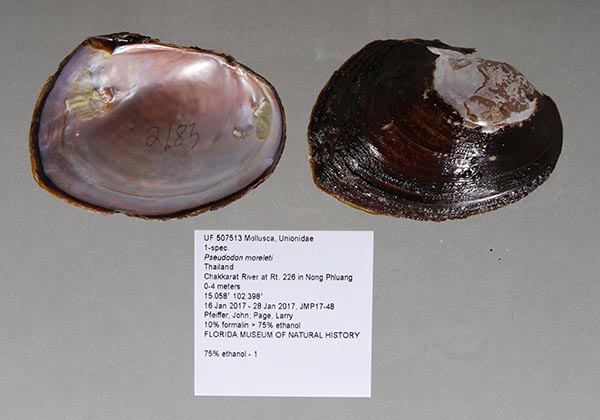 specimen