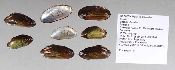 specimen