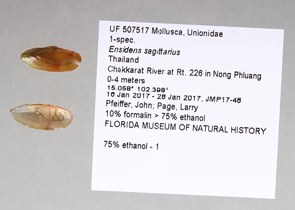 specimen