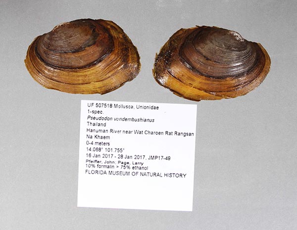 specimen