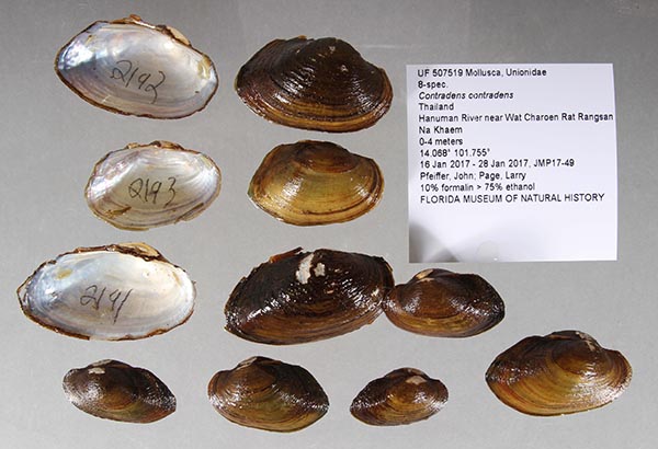 specimen