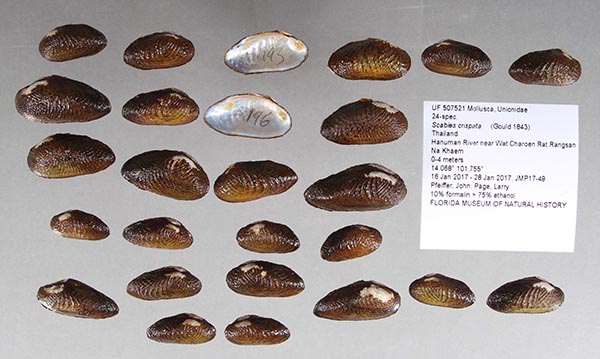 specimen