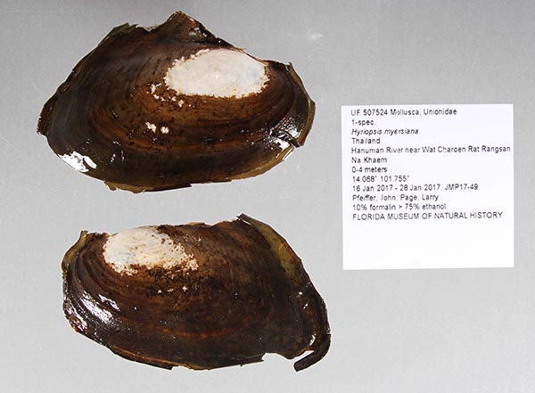 specimen