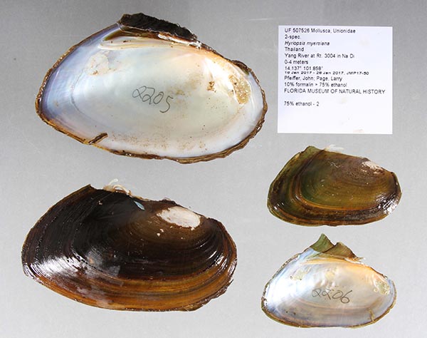 specimen