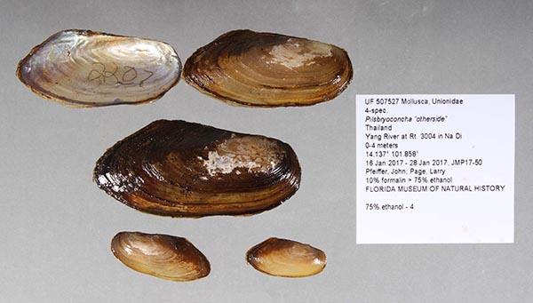 specimen