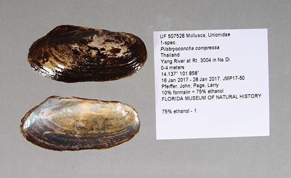 specimen