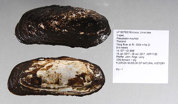specimen