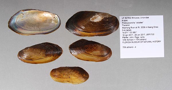 specimen