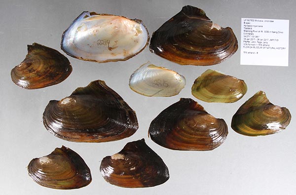 specimen