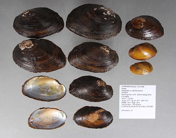 specimen