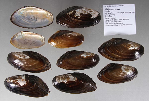 specimen