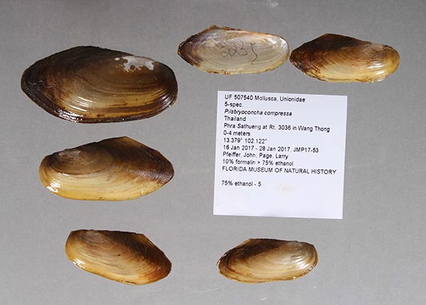 specimen