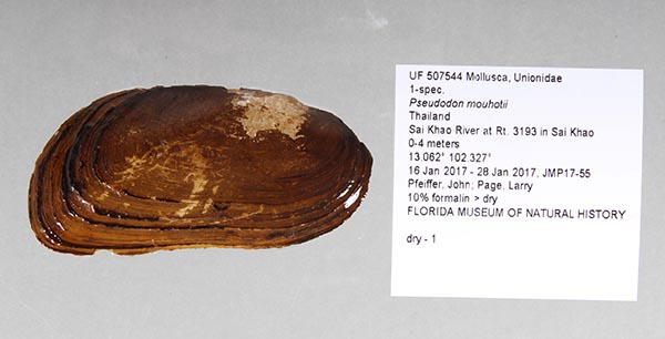 specimen