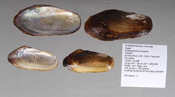 specimen