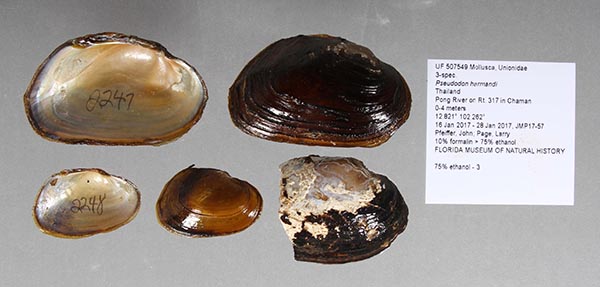 specimen