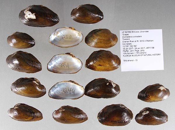 specimen