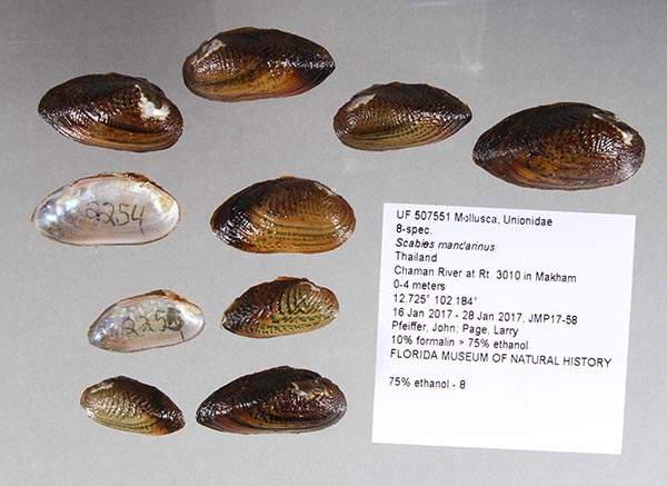 specimen