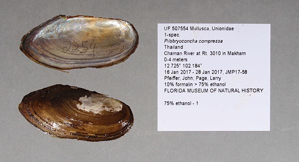 specimen