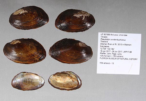 specimen