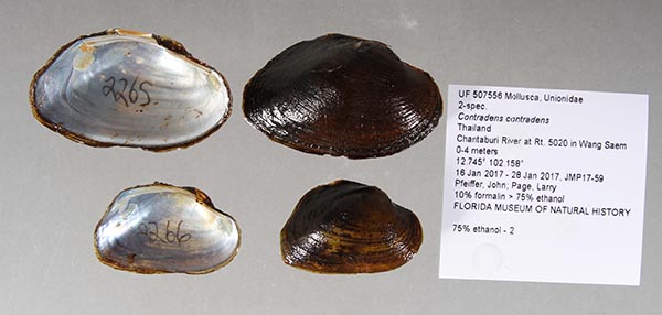 specimen