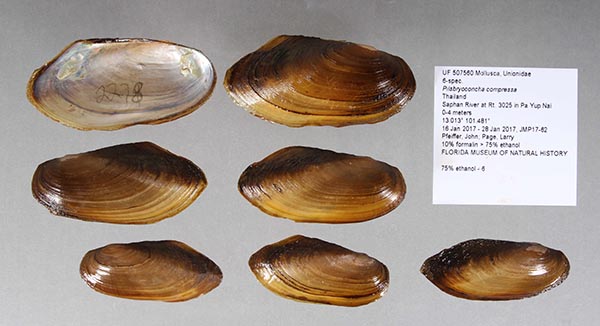specimen
