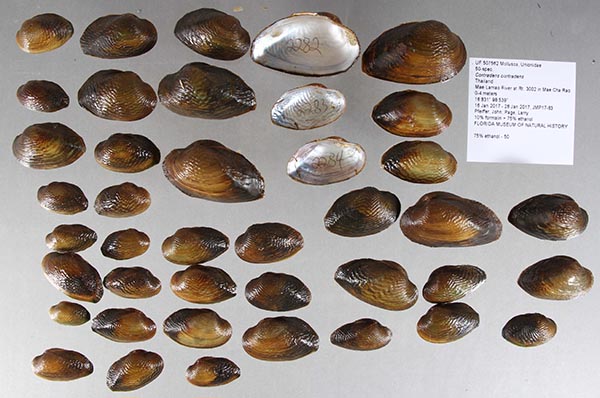 specimen