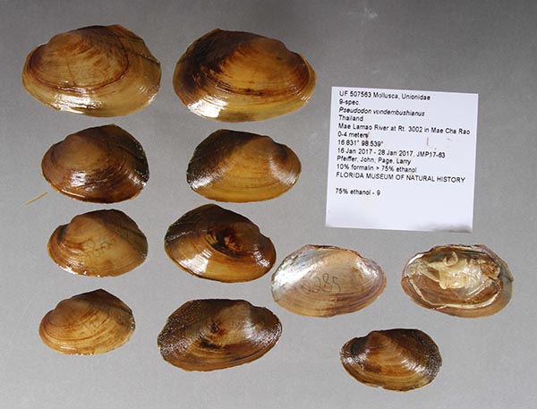 specimen
