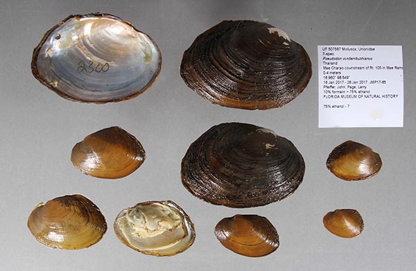 specimen