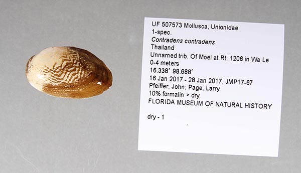 specimen