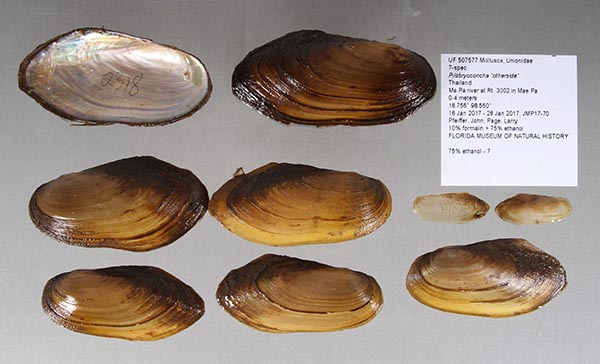 specimen